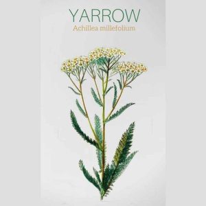 Yarrow