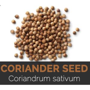 Coriander seeds