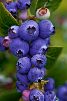 Blueberry Port